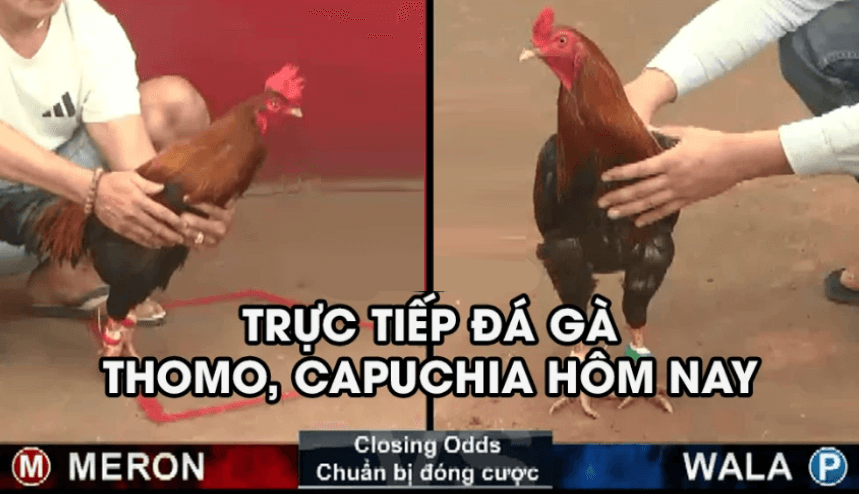 đá gà trực tiếp hôm nay tại S66